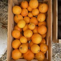 FRUTA